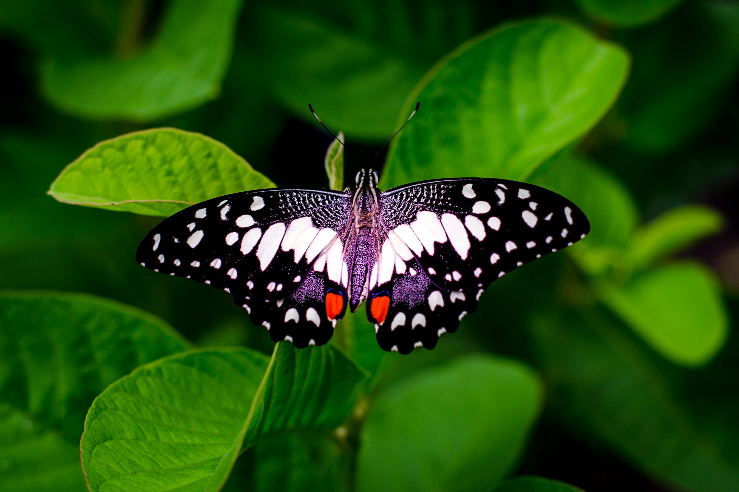 Butterfly customer lifecycle